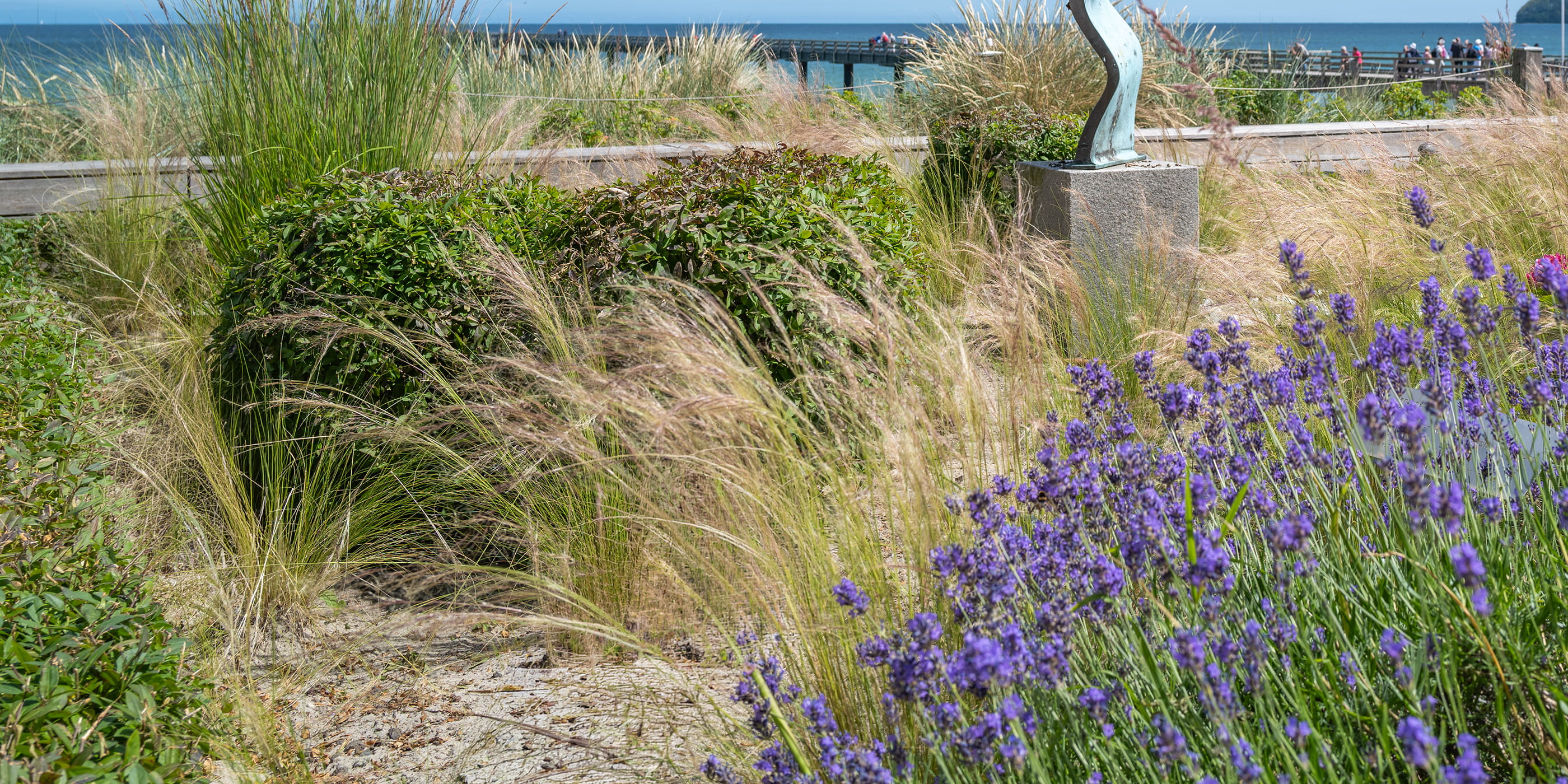 Dünenlandschaft mit Gräsern und blühendem Lavendel im Vordergrund